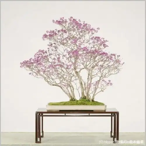 爱木盆景i 非常少见的果实颜色——紫珠