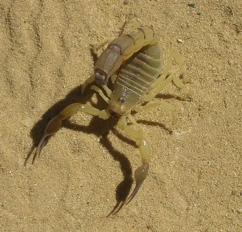 撒哈拉沙漠蝎子