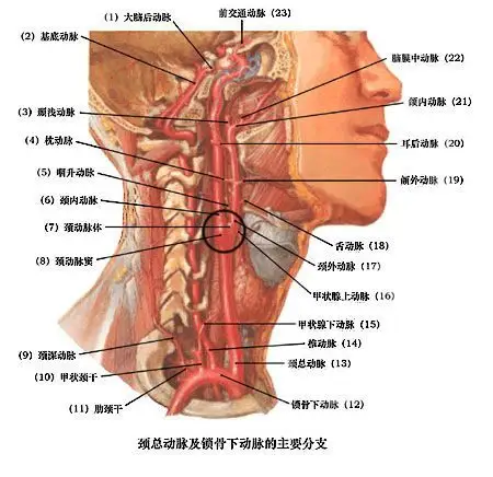 真正的武侠,都是解剖大师