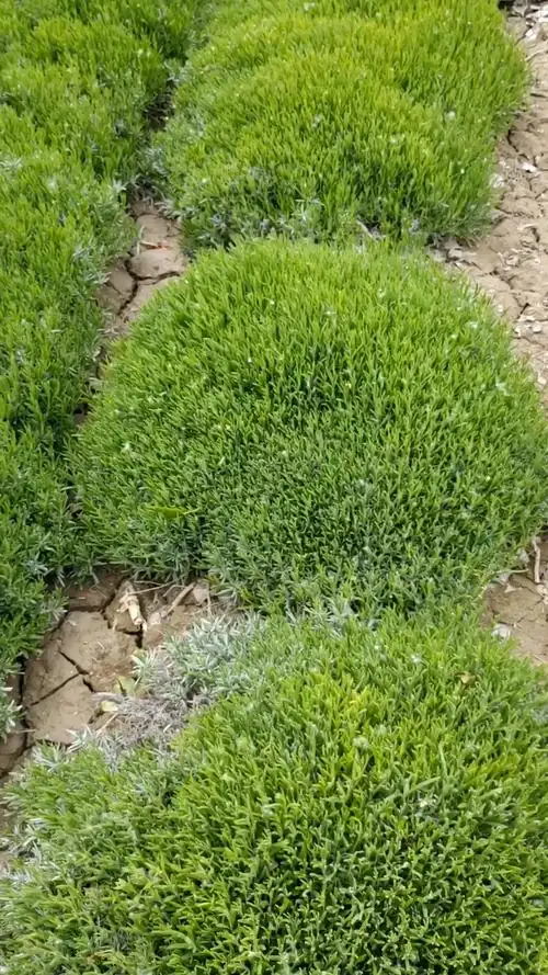 绿油油的薰衣草