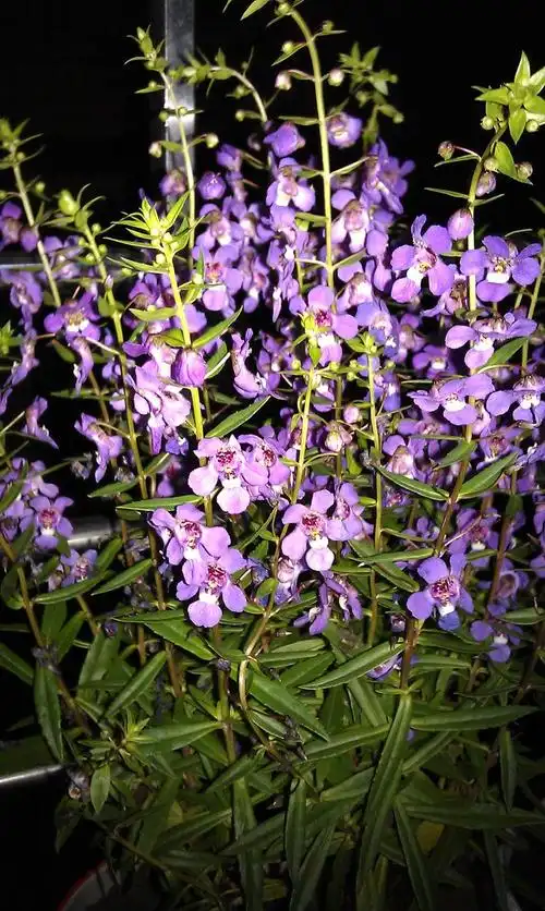 请问图片是什么花?