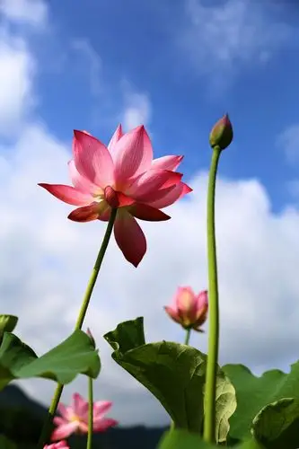 蓝天白云下的荷花,美极了