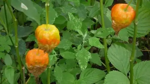 山姑娘,就是红色的那种,都说去火,到底有什么功效啊