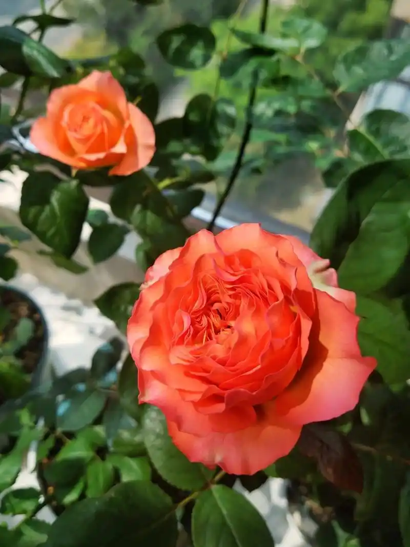 红珊瑚月季,第好多天 品种:红珊瑚 橙红色的,之前是白粉最严重的一颗