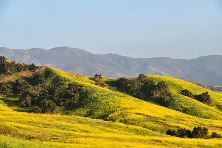 漫山遍野野花盛开