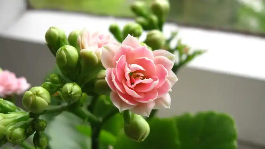 长寿花又名寿星花