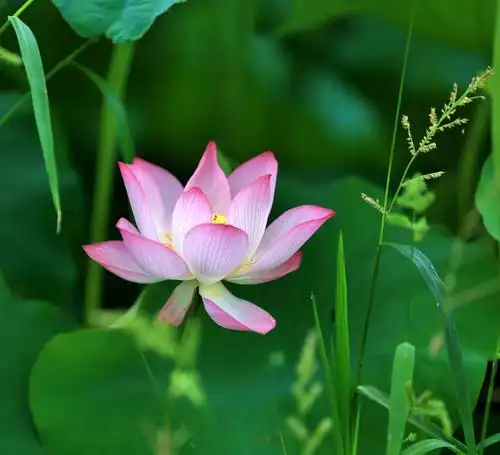 雨中草色绿堪染,水上荷花红欲燃,拍摄于2018年6月10日.(副本)(副本)