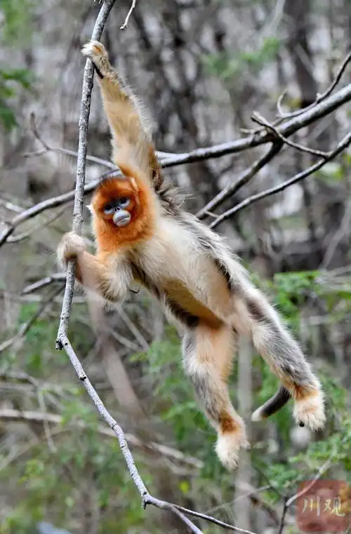 c视觉丨在九寨沟县"偶遇"珍稀野生动物川金丝猴 萌态十足