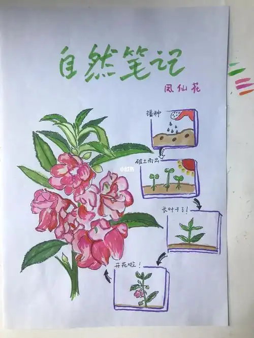 自然笔记凤仙花的生长