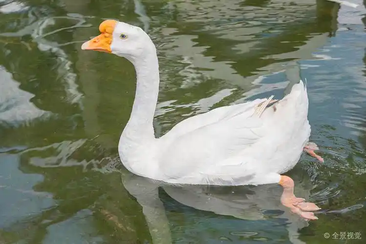 游泳_白色_鹅_水_高清图片_全景视觉