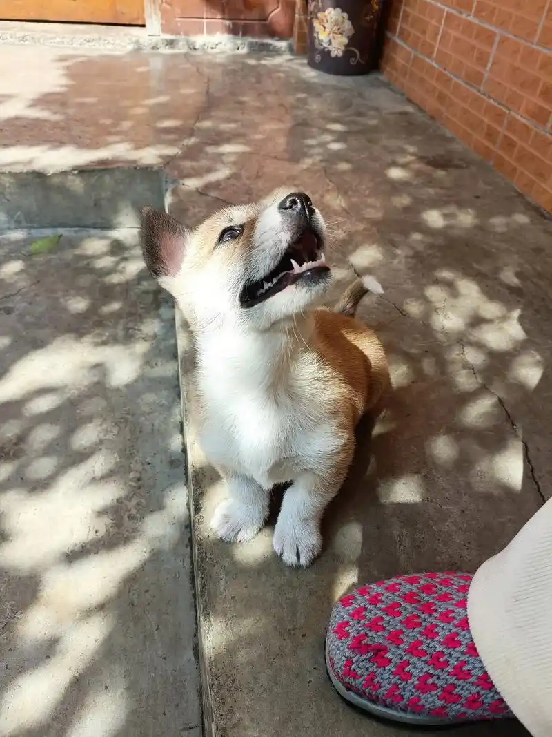 免费领养柯基串串,寻找有缘人#小狗搭子 #狗狗🐶