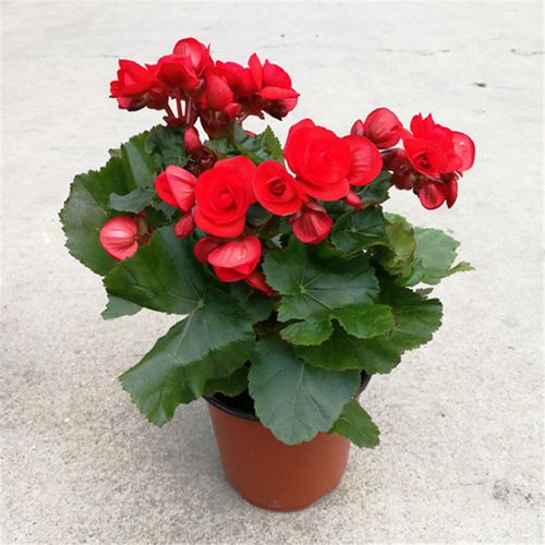 海棠花盆栽四季秋海棠玫瑰海棠植物阳台桌面绿植丽格海棠花卉包邮