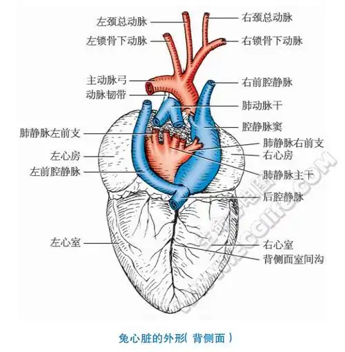 兔子的心脏形状,结构