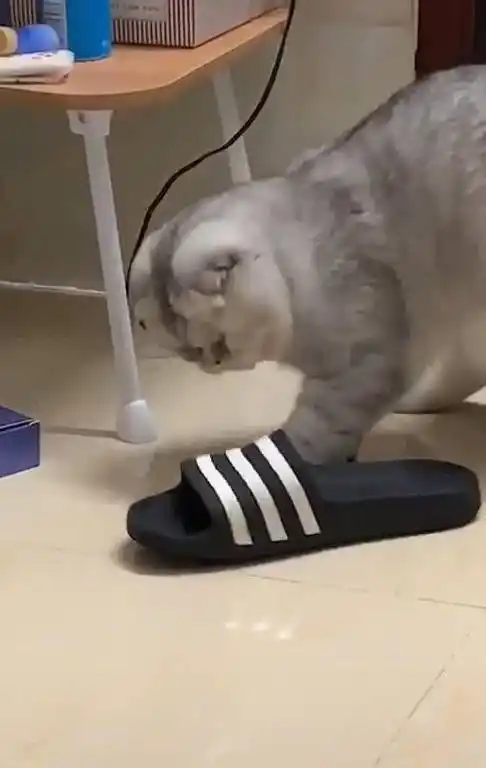 图片[4]-猫咪抓到蟑螂后,用猫爪拎起拖鞋朝着蟑螂拍下,网友:学得真像