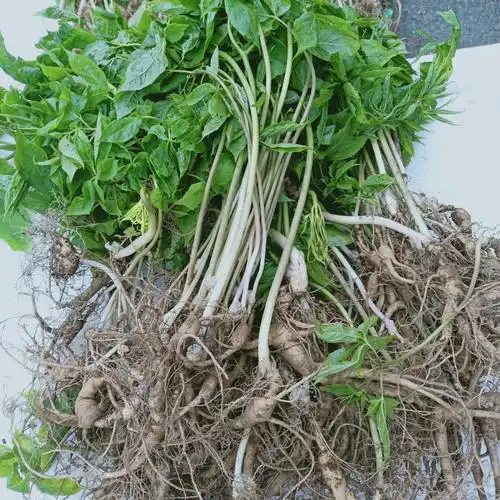 长山带土新鲜林下野山参新鲜林下籽货老池底山参带叶林下参不带叶林下