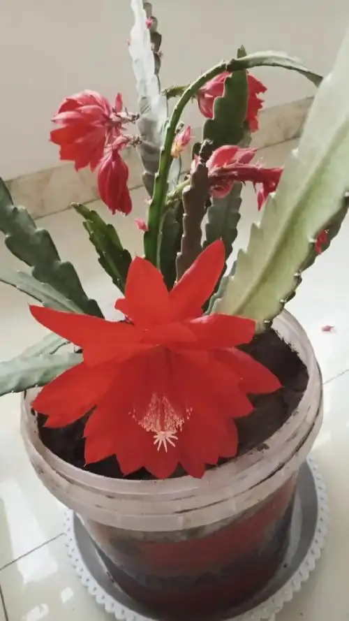 仙人剑划开的美吗?