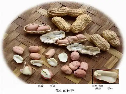 教科版三年级科学下册植物新生命的开始_科学三年级下