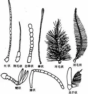 昆虫触角的几种类型