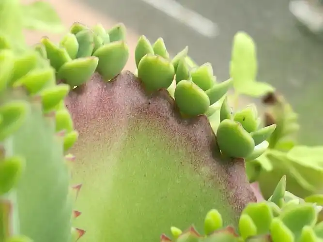 阳台花草杂谈3落地生根