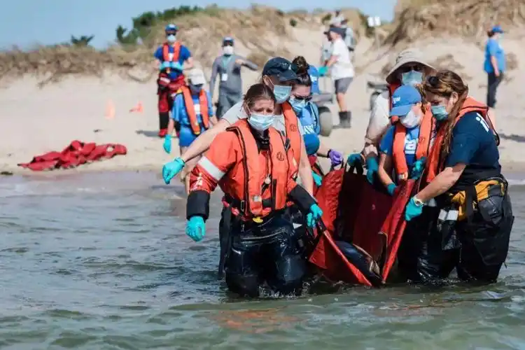 数十头海豚海滩搁浅,紧急救援团队再次出马