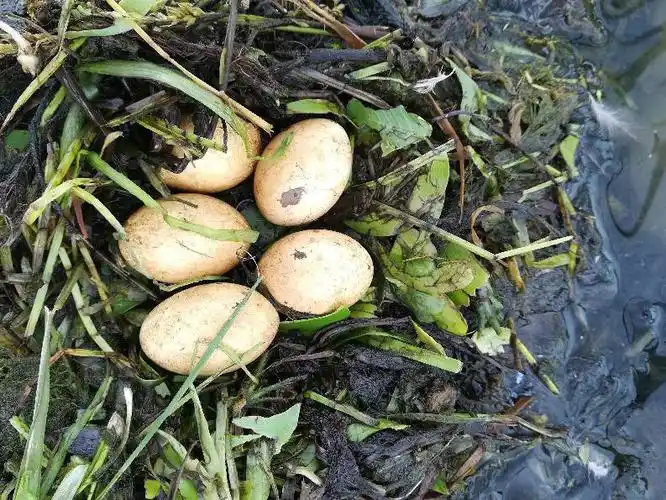 在塘里发现的水鸟蛋