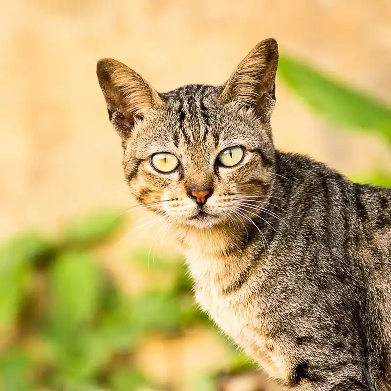 猫, 宠物,美丽轻棕色虎斑猫