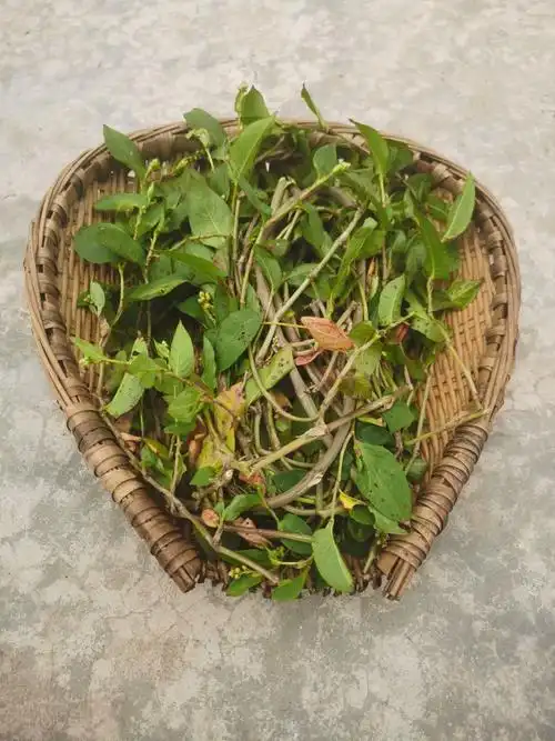 火炭母新鲜天然深山白饭草赤地利中草药火炭星预防晒干凉茶冠全草