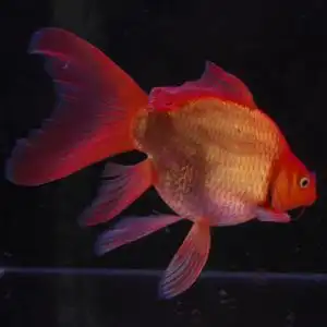 台湾纯血统 中国红球蝴蝶鲤 高背 大七鳍 红色淡水活体冷水观赏鱼