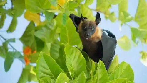 每日十问关岛狐蝠为何会被人们吃光了人类的贪吃会让它灭绝吗