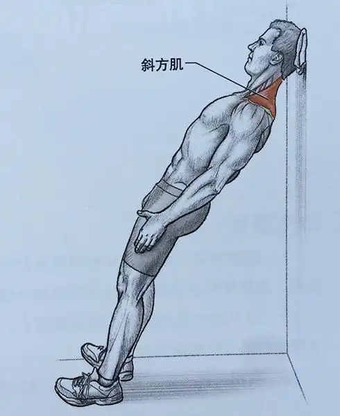 练习颈部肌肉重要性及锻炼方法