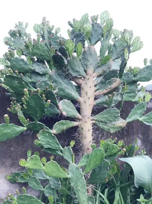 谁吃过仙人掌,这个品种谁吃过,吃啥好