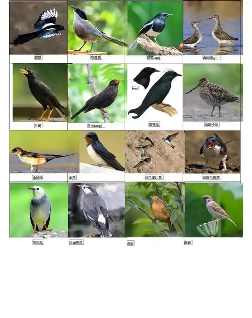 48种常见鸟类可编辑修改word版