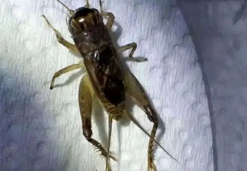 蟋蟀鉴赏:11上暗黄