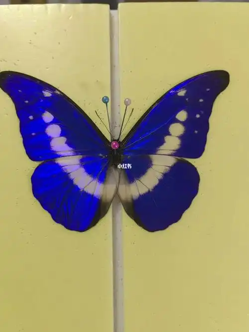 光明女神闪蝶