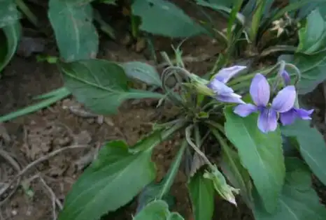 农村地里的这种草被古人作为草药,很少人知道它叫什么,你认识不_口感