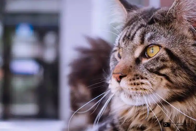 一只缅因猫的日常