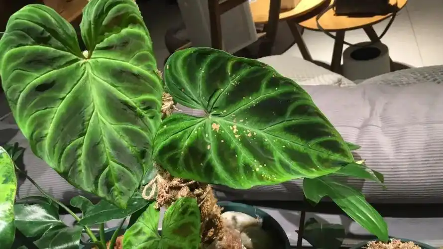 要什么海景房神雕侠侣2直接人手一套还自带管家