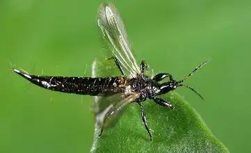 展开全部 【榕管蓟马】