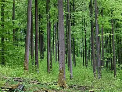 无锡林业总站现场指导森林抚育(图)