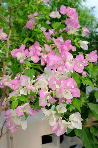 艳丽却仙逸,欣赏自带仙气的口红三角梅