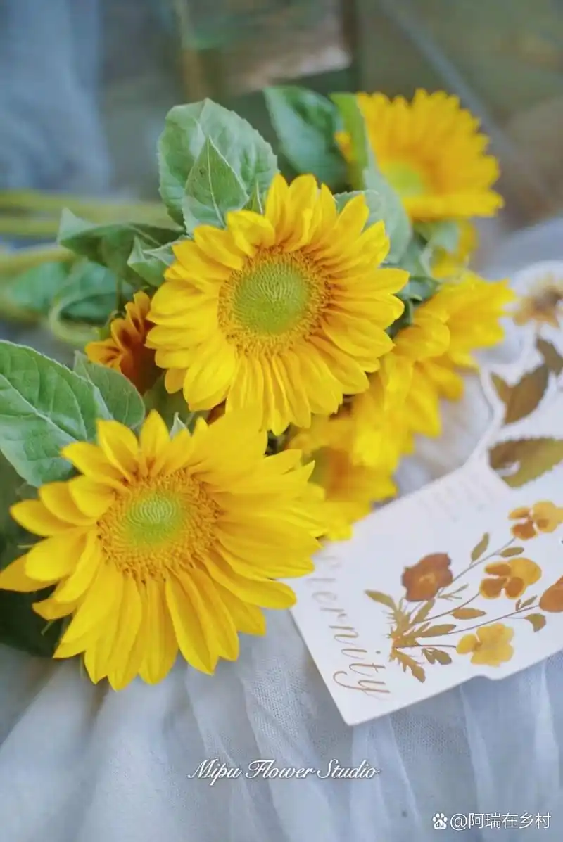 花材分享|绿心迷你向日葵 绿心迷你向日葵