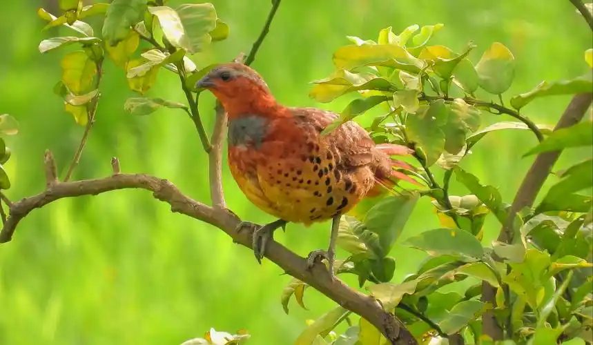 柚子树上的竹鸡,竹鸡叫声