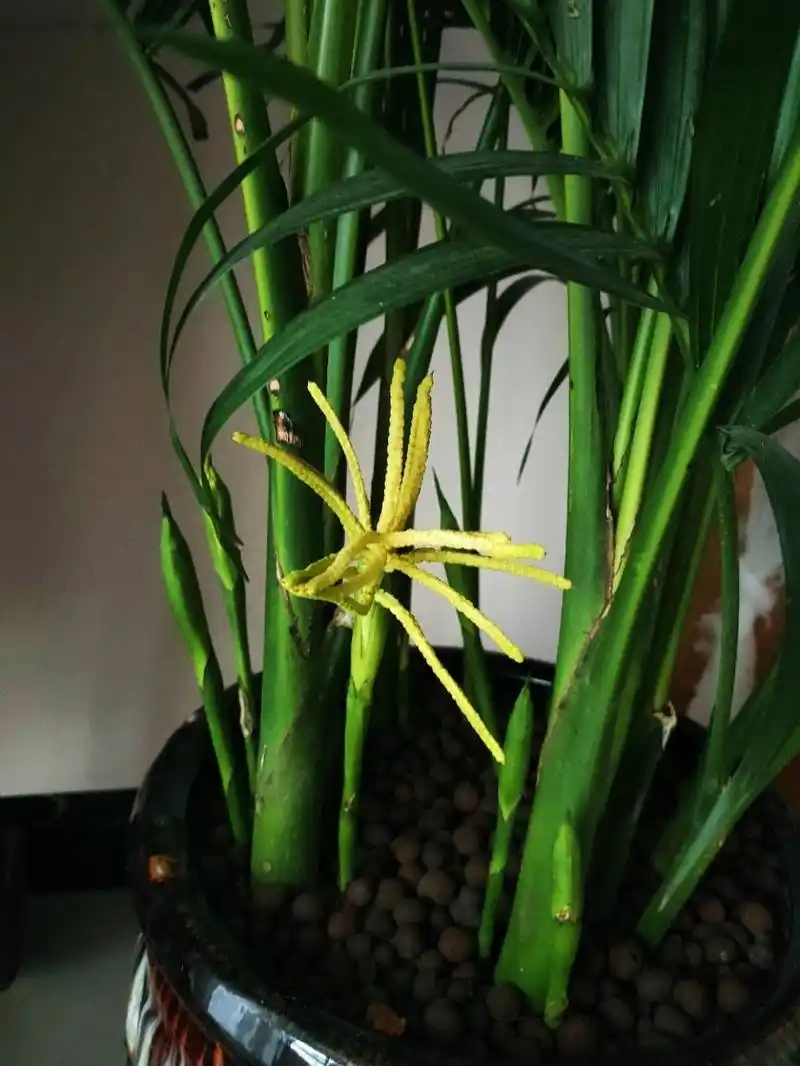 散尾葵开花了,祥瑞吉利 原来观叶植物也会开花啊,之前还以为是新芽还