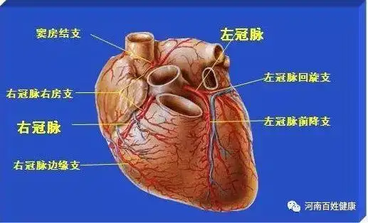这红色的就是动脉血管,这个粗的我们叫主动脉,这蓝色的是静脉血管,这
