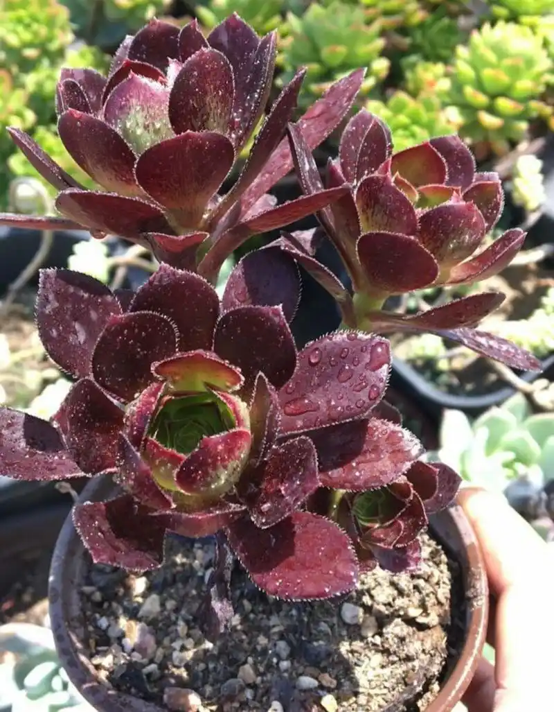 多肉植物里面,欧紫是法师系列中的佼佼者,颜色状态爆棚