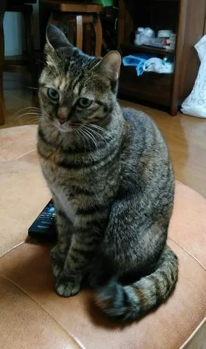 女儿的宠物——黑狸猫