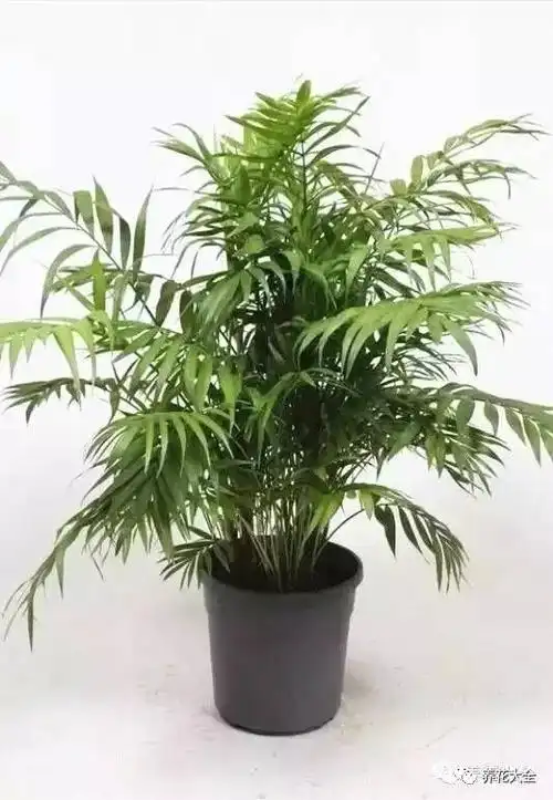 100种家庭室内观叶植物图谱,好全