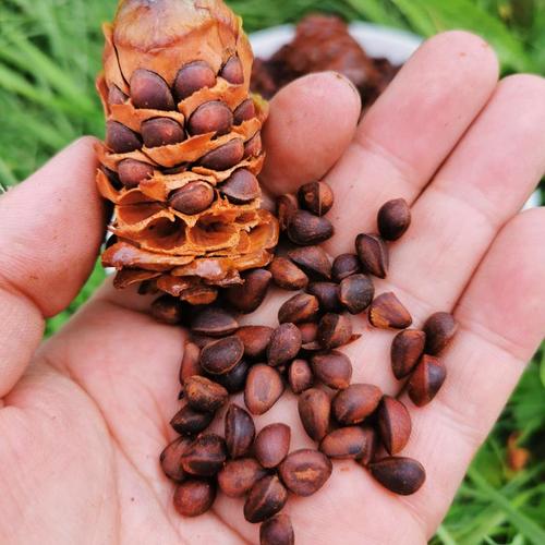 大兴安岭野生马尾马尾松松子盐水水煮小松树坚果真空松子