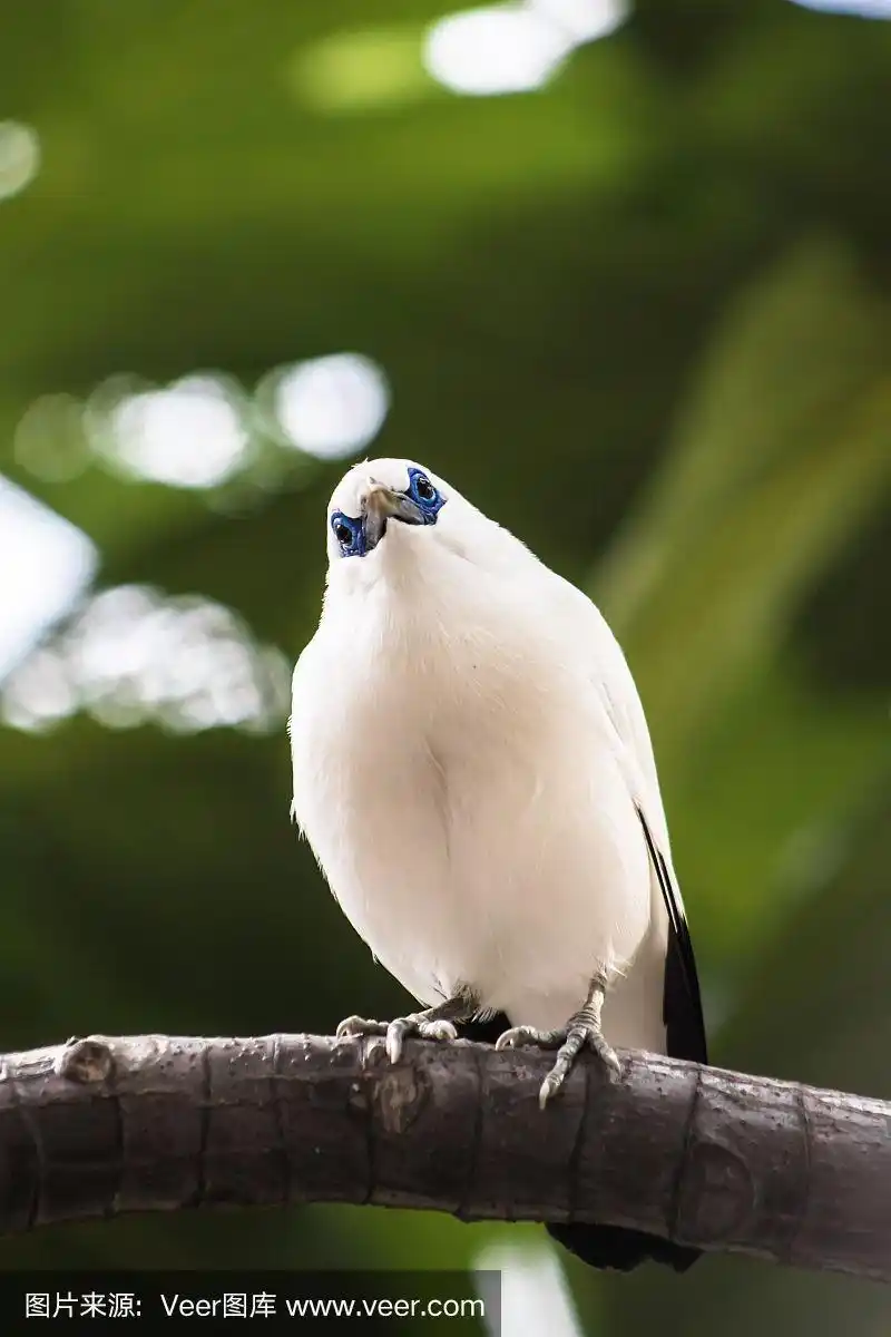 白色八哥有蓝色的眼睛,栖息在树枝上看相机.