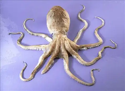 章鱼图片